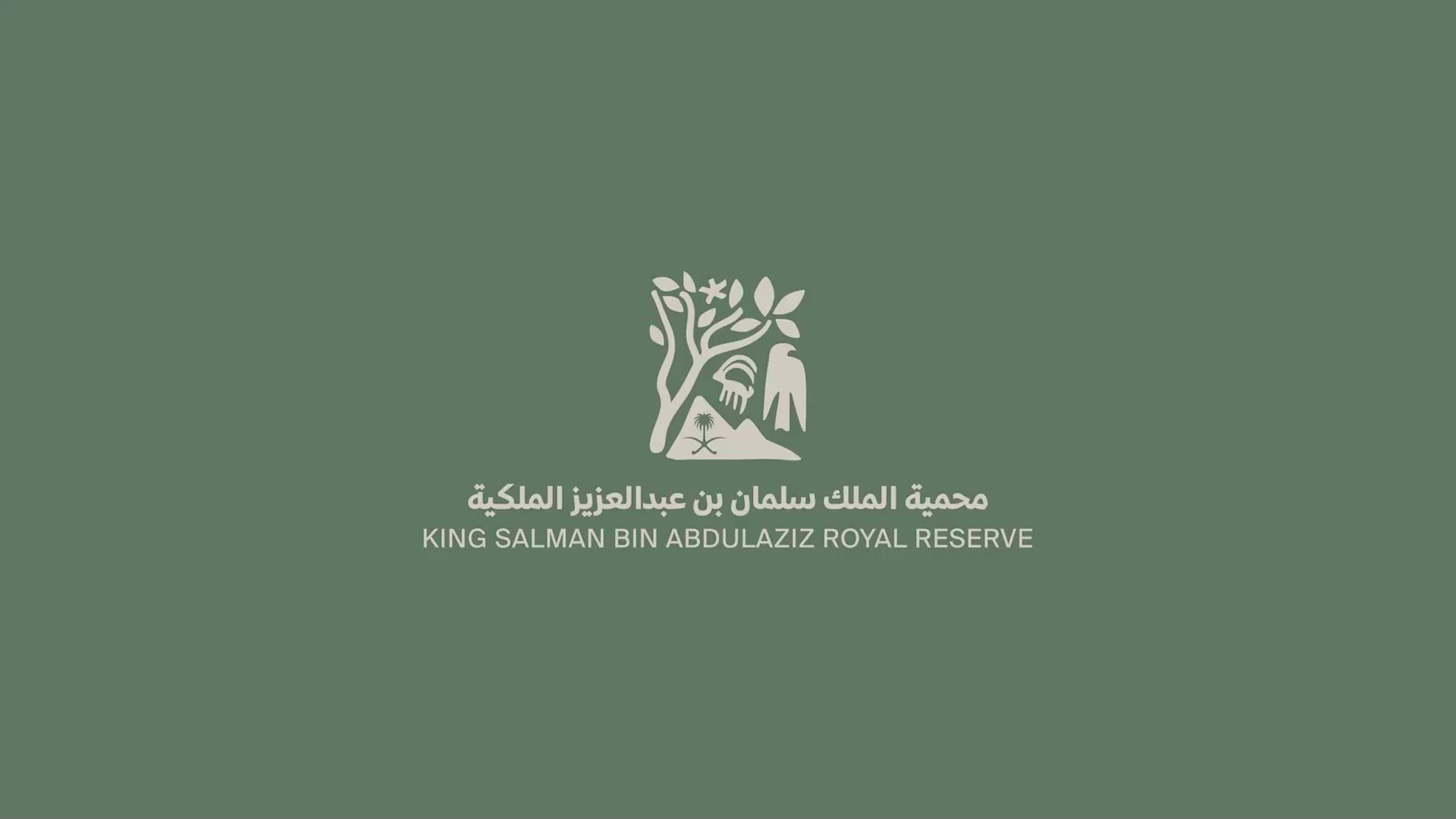 هيئة تطوير محمية الملك سلمان بن عبدالعزيز الملكية تعلن عن توفر فرص وظيفية شاغرة 